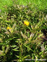 Image result for Gynura pseudochina