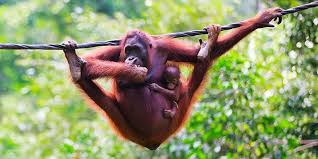 Image result for orangutans