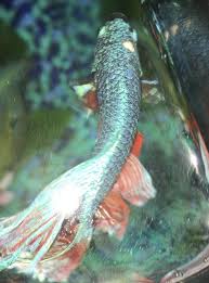 Betta Has Growing White Spot On Head Betta Fish Forum 333269