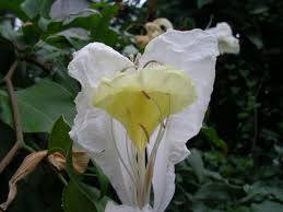 Image result for Baikiaea