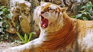 imgur the most awesome images on the internet pet tiger golden tiger golden tabby tiger