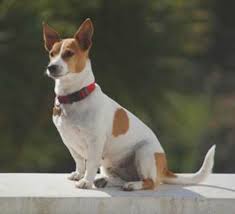 Jack Russell Terrier Just Like Mine Pointy Ears And All Lol Jack Russell Dog Breeds Terrier Dog Breeds