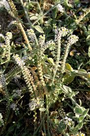 Image result for Heliotropium zeylanicum