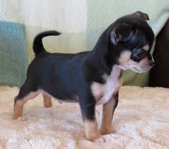 Apple Head Teacup Black Chihuahua Smiley X Will Black And Tan Smoothcoat Male Chihuahua Puppy Cute Chihuahua Chihuahua Puppies Chihuahua Love