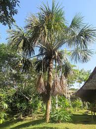 Image result for Chironia elgonensis