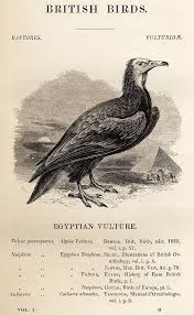 Experiment with deviantart's own digital drawing tools. File Egyptian Vulture In Yarrell S British Birds 1843 Jpg Wikipedia
