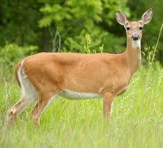 White-Tailed Deer - Connecticut's Beardsley Zoo