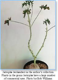 Image result for Trochomeria hookeri