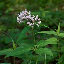 Image result for Asclepias palustris