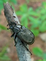 Image result for Hermbstaedtia scabra