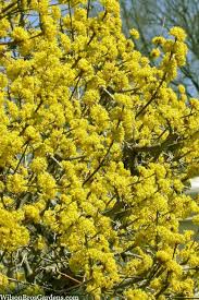 Image result for Cornus volkensii