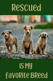 Rescued Is My Favorite Breed Celebratingweakness Quotes Pet Pets Cat Dog Cats Dogs Rescue Rescued Animal Shelter Quotes Rescue Dog Quotes Dog Quotes