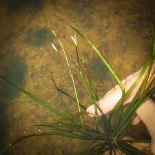 Image result for Blyxa aubertii