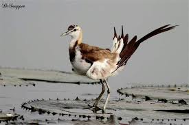Peasant Tsiled Jacana Animals Waterfowl Marine