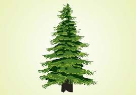 Evergreen Tree Vector Birch Tree Art Pine Tree Tattoo Tree Icon