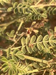 Image result for Indigofera emarginella