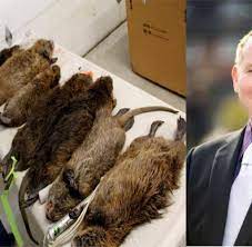 Bela.)beide habe ich angeblich in einem alter von 2 1/2 monaten bekommen.es sind. Schock Foto Das Sind Die Grossten Ratten Die Ich Je Gesehen Habe Welt