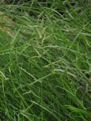 Image result for Steinchisma