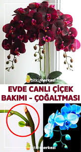 Evde Canli Cicek Bakimi Cogaltma Ve Sulama 2020 Cicek Saksida Cicekler Saksi