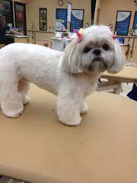 Teddy bear shih tzu haircut now this style is very easy and will make your canine hairball look like a stuffed toy. Pin On Furbabys