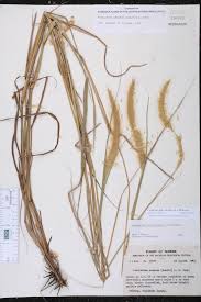 Image result for Cenchrus polystachios