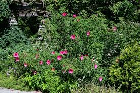 Image result for Hibiscus reekmansii