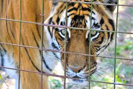 Wilson S Wild Animal Park In Frederick County Virginia Has Closed Its Doors After Officials From The Virginia State Polic Wild Animal Park Animals Animal Law
