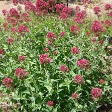 Valeriane Rouge Coccineus Jardin Des Papillons Vivaces Plante Vivace