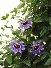 Check spelling or type a new query. Feeding Passion Flower Vines How To Fertilize A Passion Flower Vine
