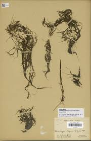 Image result for Tristicha trifaria