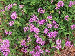 Lantana Camara Patroit Dark Purple Lantana Camara Patroit Dark Purple Onlineplantguide Com 8699 Fairy Garden Flowers Purple Lantana Rusty Garden