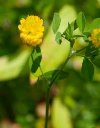 Image result for Trifolium campestre