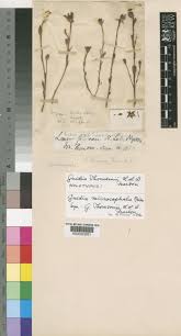 Image result for Gnidia microcephala