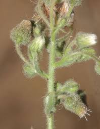 Image result for Pseudoconyza