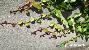 Ficus pumila likes moisture, so watering should be plentiful enough. Ficus Pumila Creeping Fig At Plantmark Wholesale Nurseries Youtube