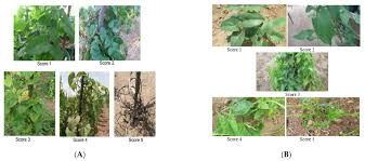 Image result for Dioscorea praehensilis