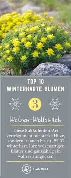 Es gibt keinen platz in ihrem garten für den es nicht die passenden stauden gibt. Top 10 Winterharte Blumen Walzen Wolfsmilch Die Walzen Wolfsmilch Ist Eine Winterharte Sukkulente Und Kann Winterharte Blumen Winterharte Pflanzen Winterhart