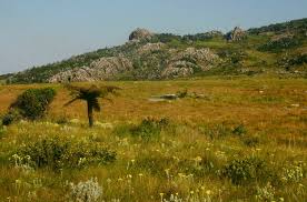 Image result for Clutia swynnertonii