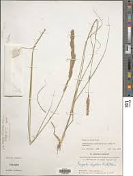 Image result for Eragrostis chapelieri