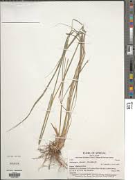 Image result for Andropogon chinensis