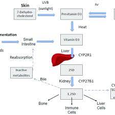 Vitamin D Endogenous Synthesis And Metabolism Endogenous Vitamin D Download Scientific Diagram