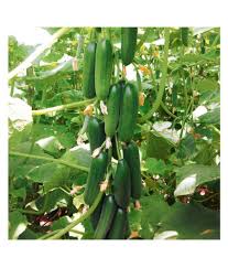 We did not find results for: Cucumber Seeds For Home Gardening Pack Of 20 Buy Cucumber Seeds For Home Gardening Pack Of 20 Online At Low Price Snapdeal