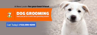 We're located at 41 commissioner's pike, alloway, nj 08001. Dog Grooming Pampered Pets