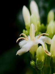 Image result for Anthocleista