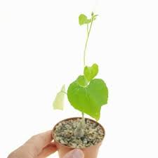 Image result for Kedrostis leloja