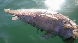 Wwf is committed to saving endangered species. Mexico Launches Plan To Mark Vaquita Porpoise Reserve Abc News