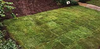 If you read the article then you will know how to deal with these problems. Zoysia Grass Planting Care And Maintenance Garden Mandy