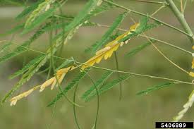 Image result for Sesbania macrantha