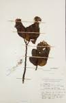 Image result for Lopholaena sp.no.1