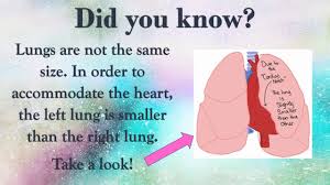How much do you truly know about the human body, common viruses, forms of exercise, dietary requirements, vitamins, and treatments? Lung Health Trivia And Fun Facts 1 Youtube